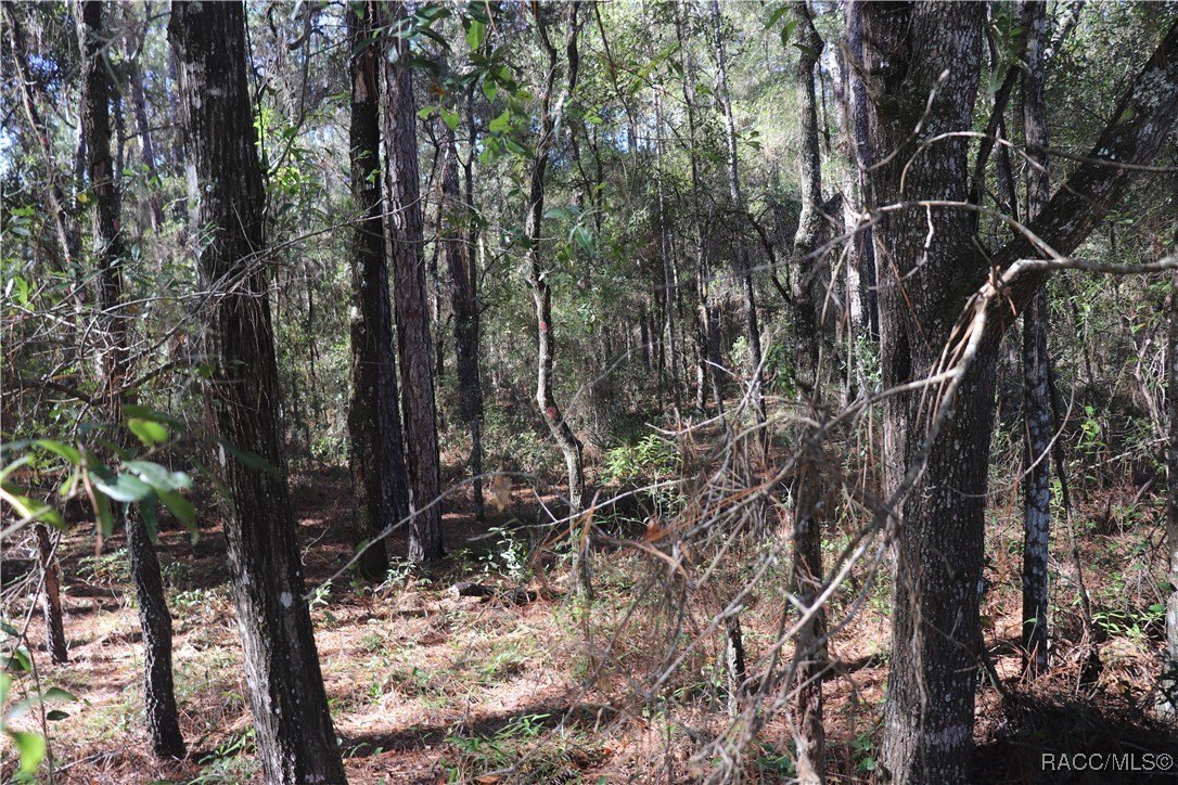 Dunnellon, FL Wooded Building Lot