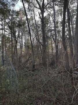 LAND - Tallahassee, FL