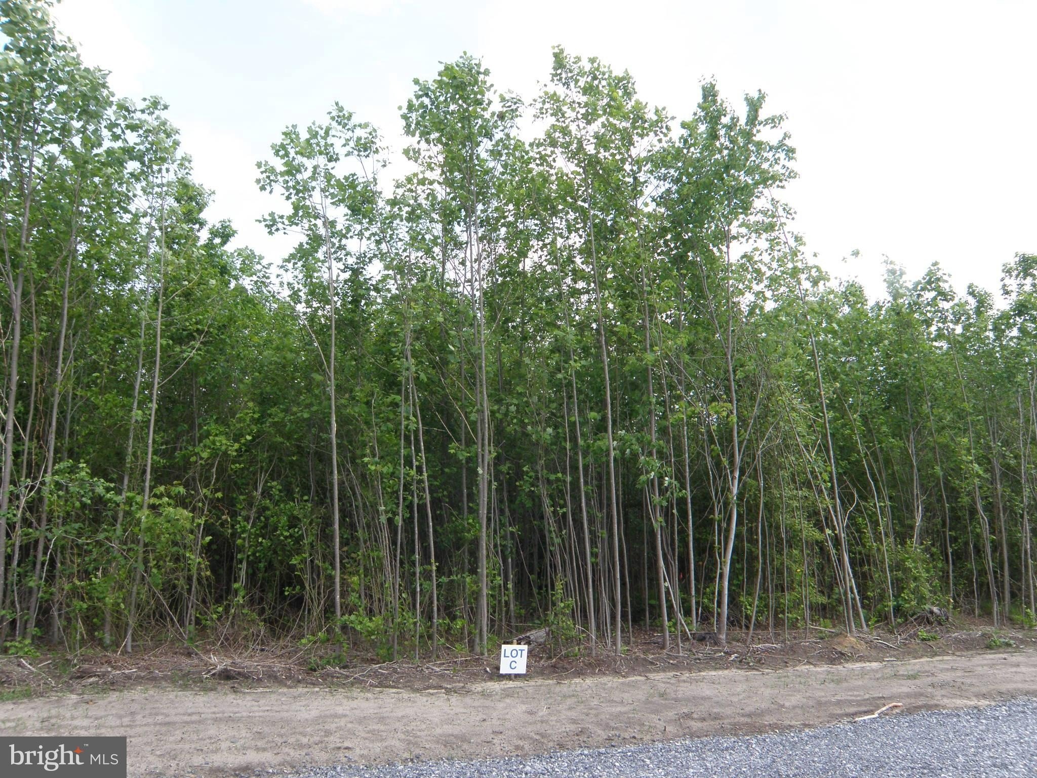 Generous Wooded Acreage in Georgetown