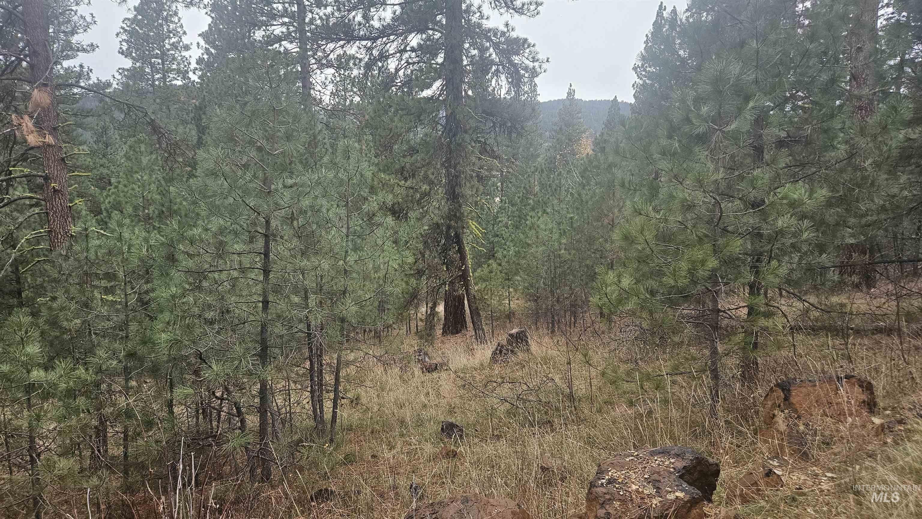 Wooded Building Lot in Boise