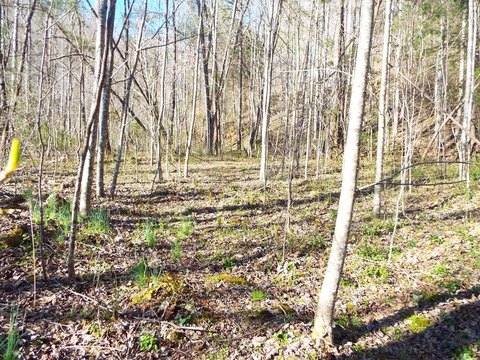 Unrestricted Land Parcel in Tuckasegee