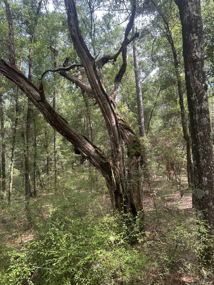 Ridgeville Vacant Land Near River