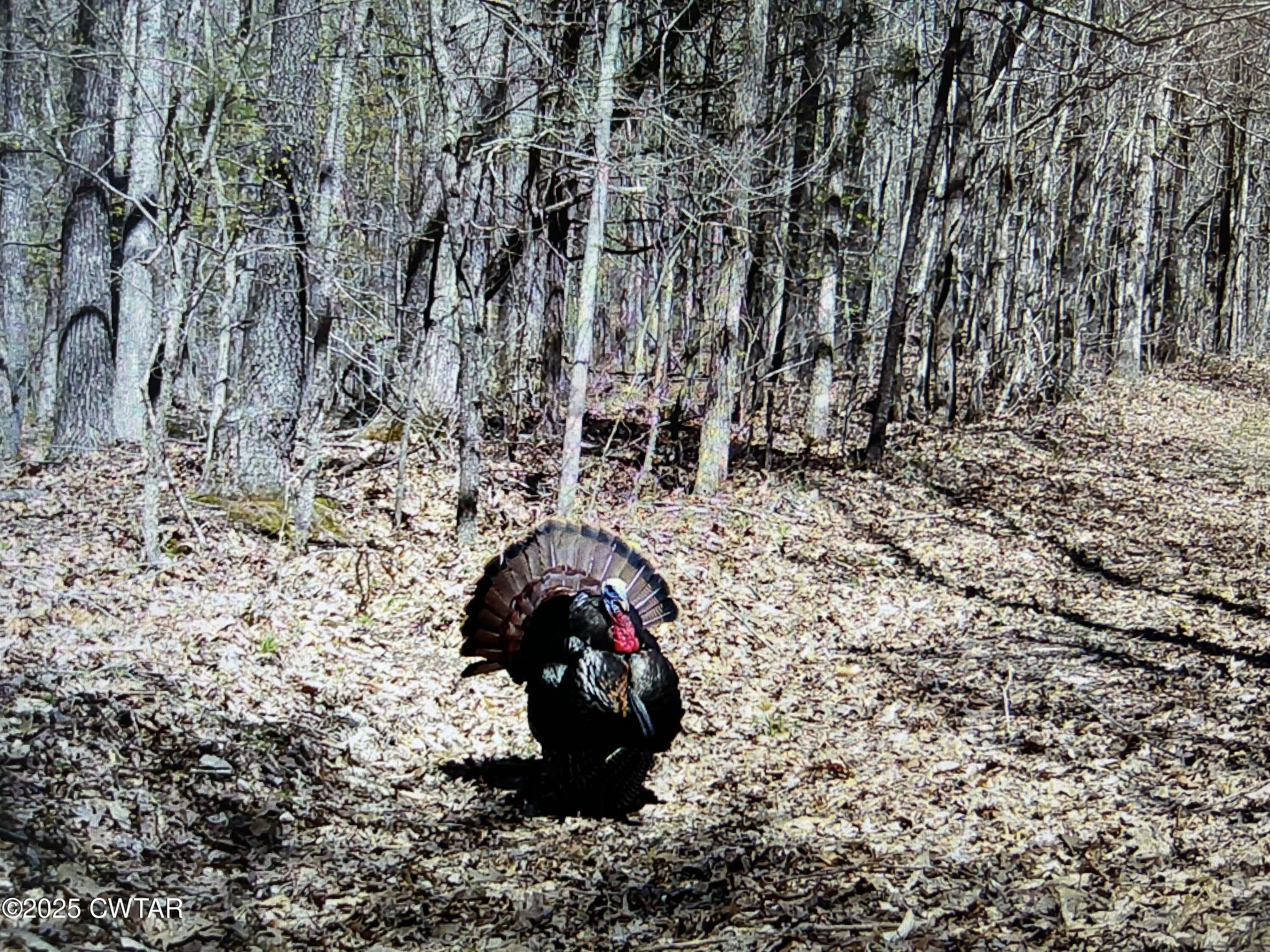 Medon, TN Wooded Land