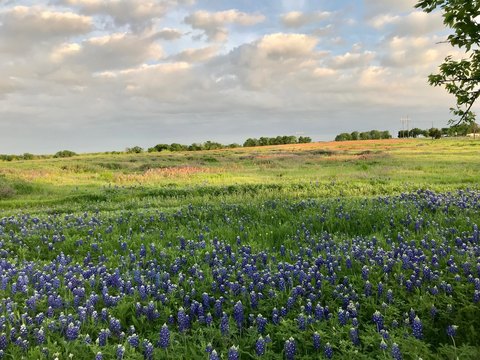 Land, Ennis, TX