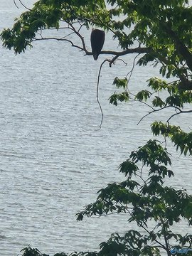 Rogersville Land with Bluewater Creek