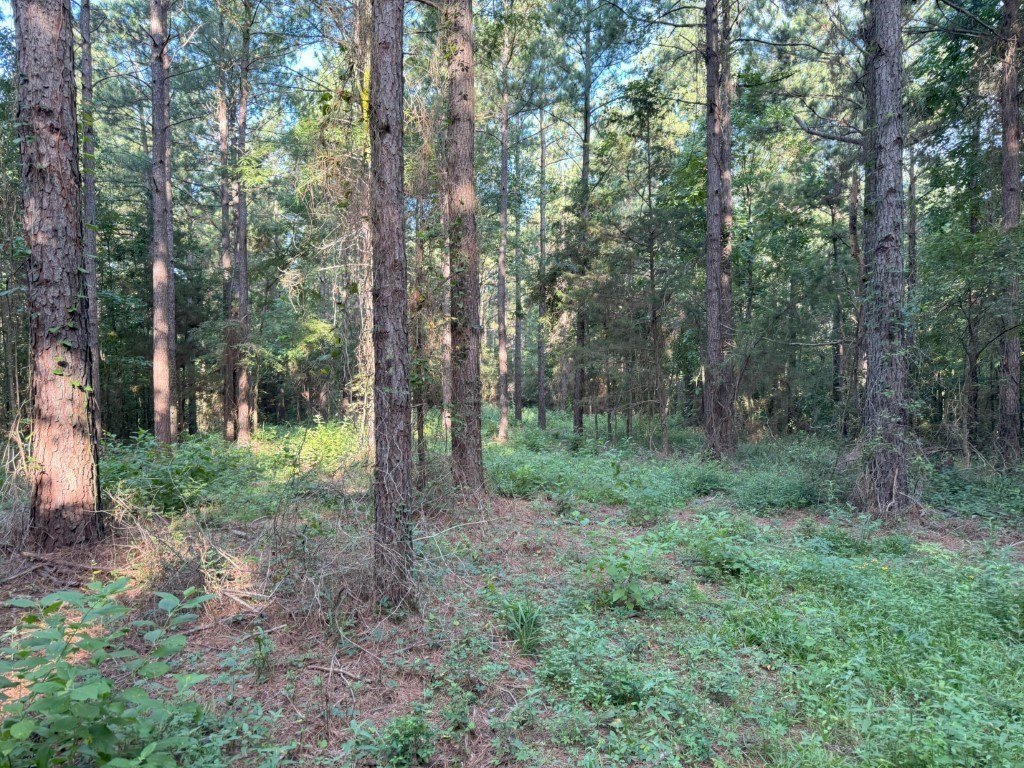 Picture 31