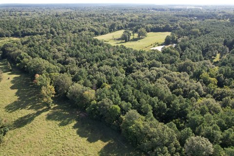 Timberland Tract with Live Creek