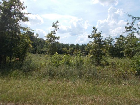 Sheridan Land with Pine Trees