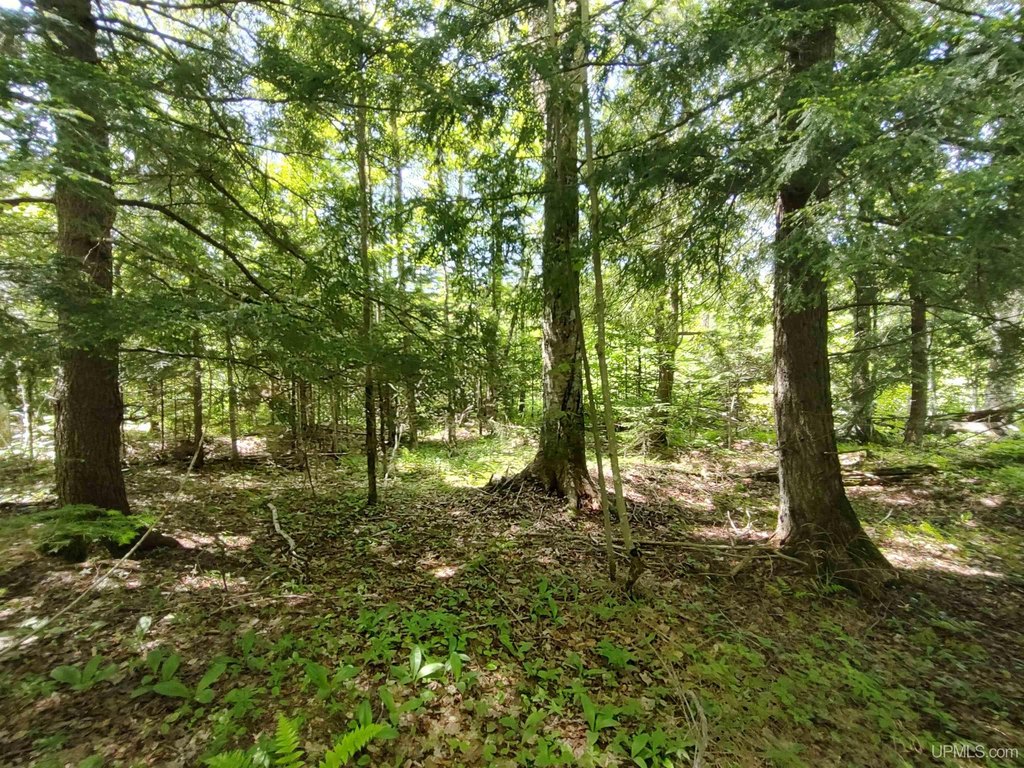Picture 15