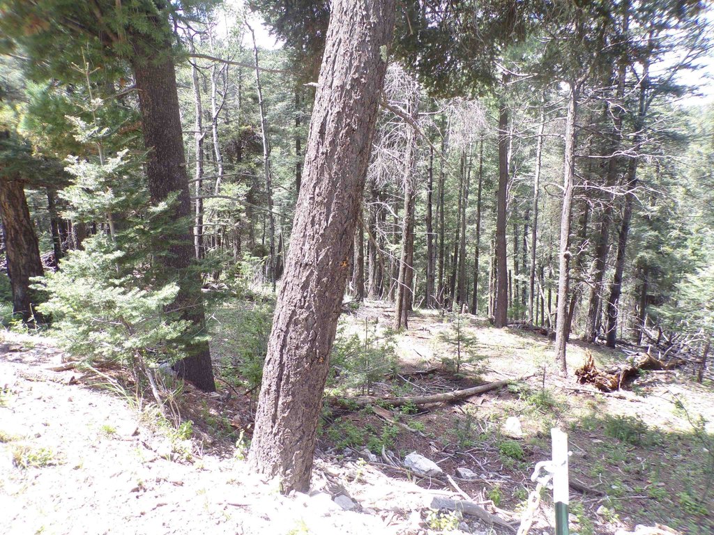 Picture 14