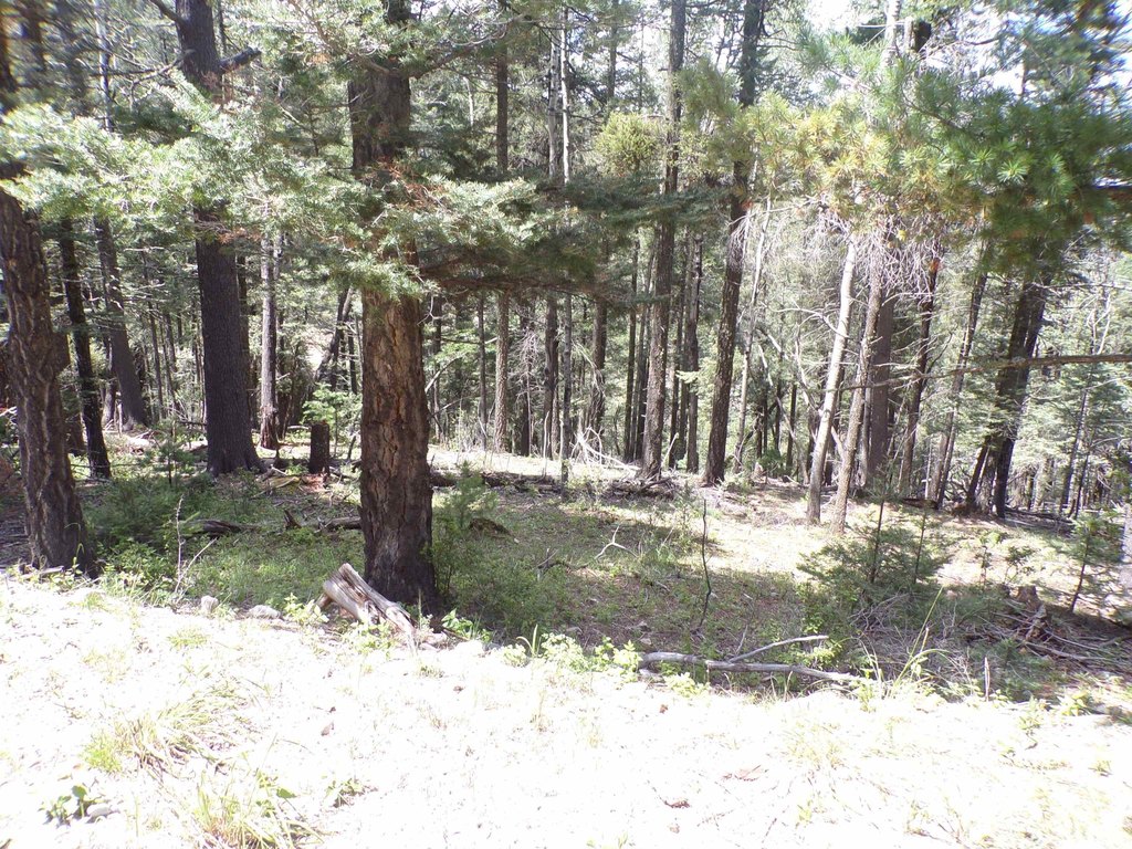 Picture 13