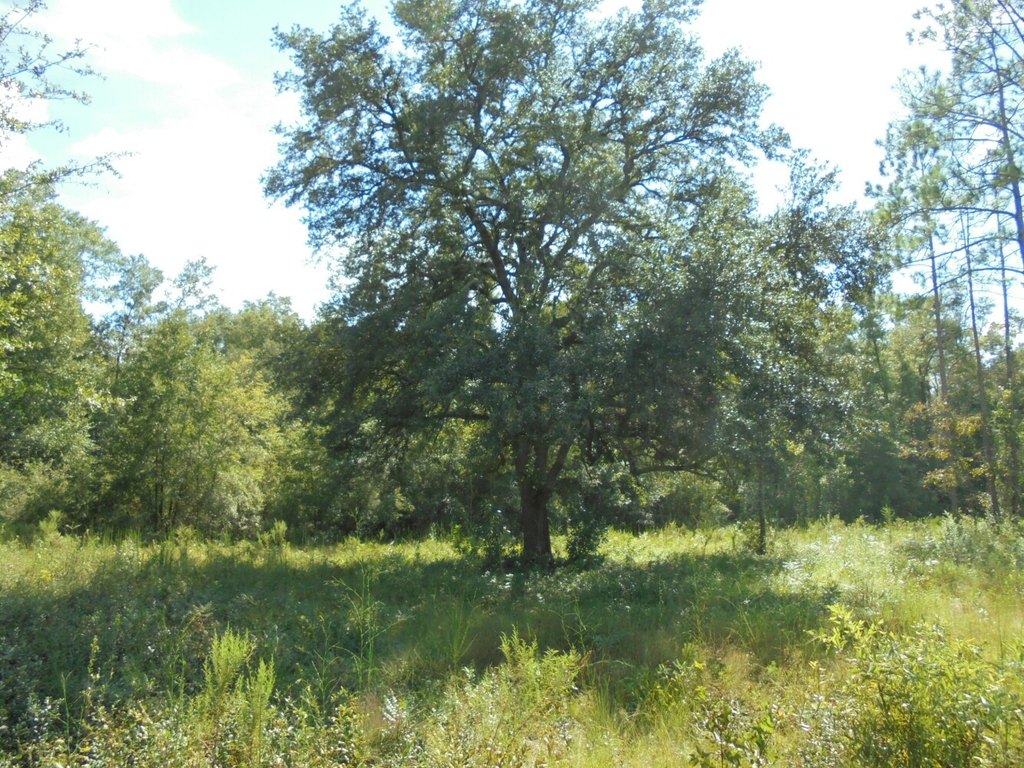 Picture 11