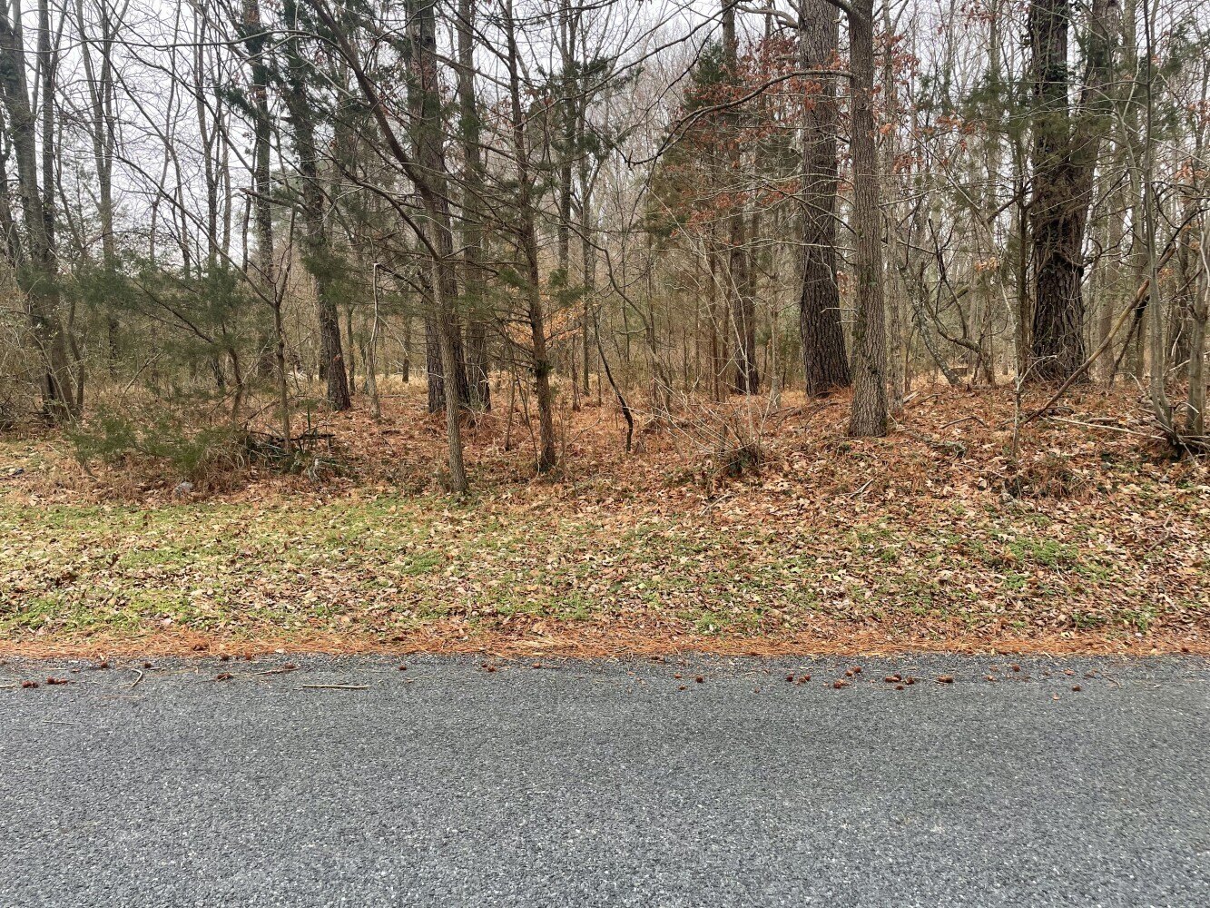 Wooded Lot Near Nanticoke River