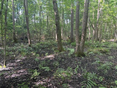 Land on Johns Island