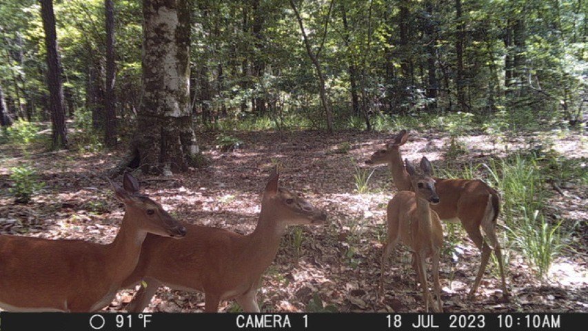 Picture 5