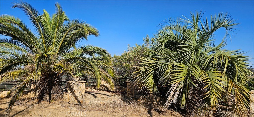Picture 21