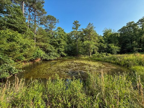 Timber Hunting Ranch with Ponds