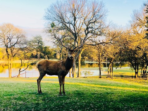 Texas Hill Country Hunting Land