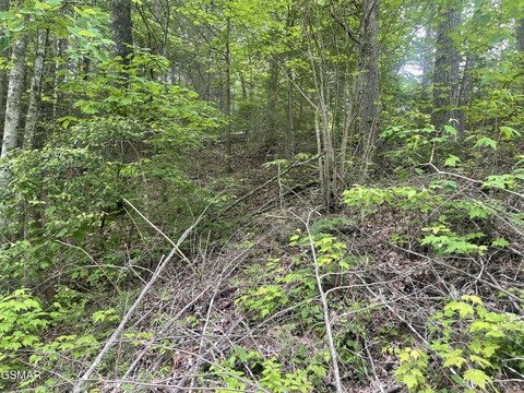 Land in Cosby, Tennessee