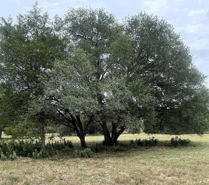 Acreage Hunting and Mini-Farm Land