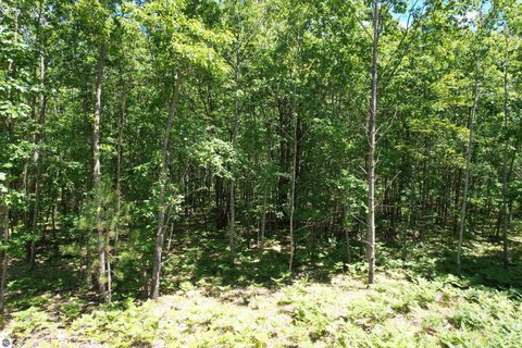Wooded Recreation Land Parcel