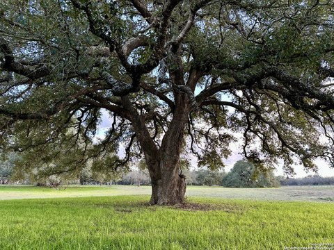 La Vernia Oak-Shaded Homesite