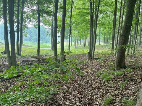 LAND - CUSTER TWP, MI