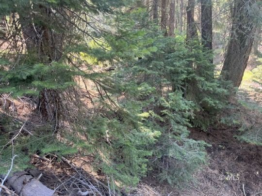 560 Acres Hunting/Agricultural Land