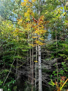 Forest Recreation Hunting Land Tract