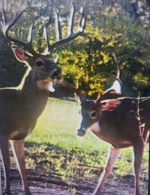 Picture 4