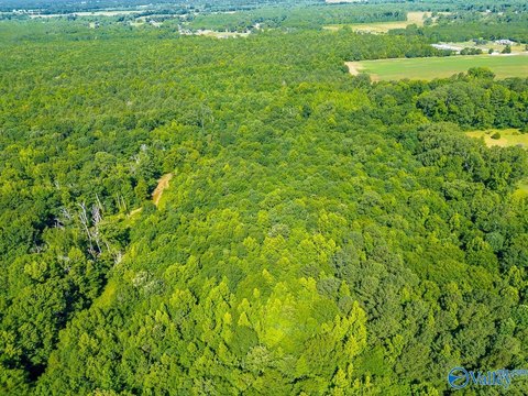 20 Acre Wooded Hunting Land