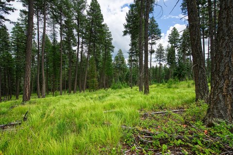 Forested Residential Homesite