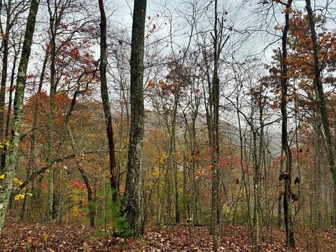 Franklin, NC Wooded Parcel