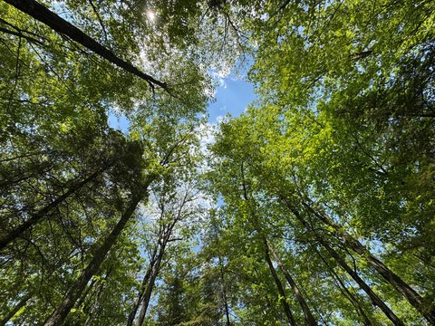 Minocqua, WI Land Opportunity