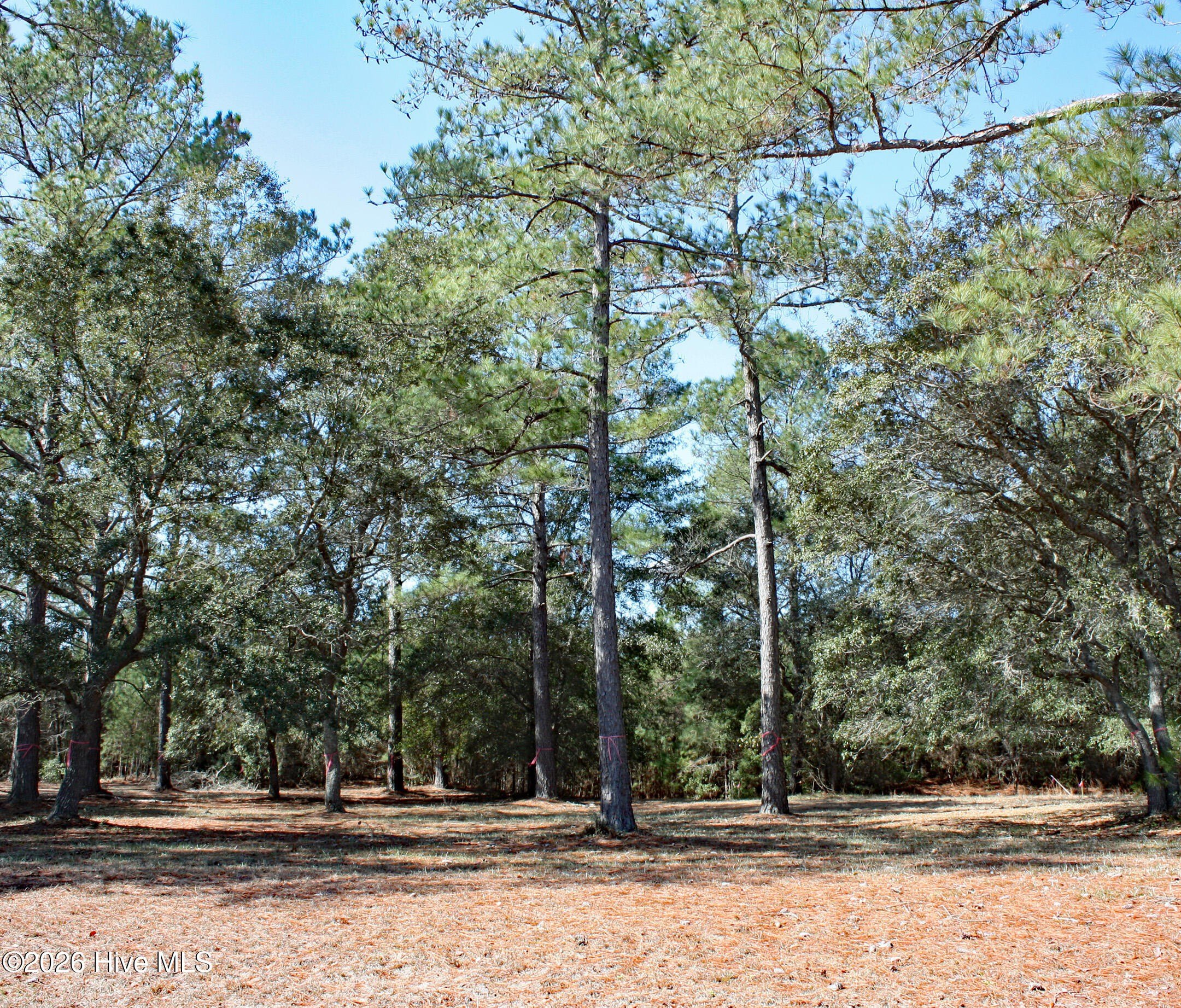 Sunset Beach Wooded Lot