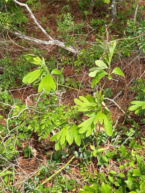 Picture 37