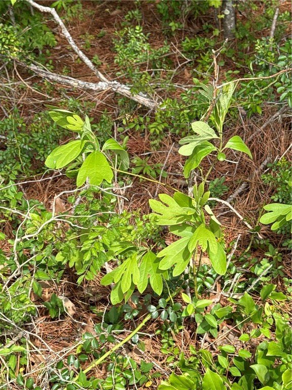 Picture 37