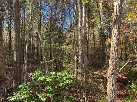 Huntington, TX Wooded Land