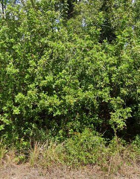 Land - LAKE PLACID, FL