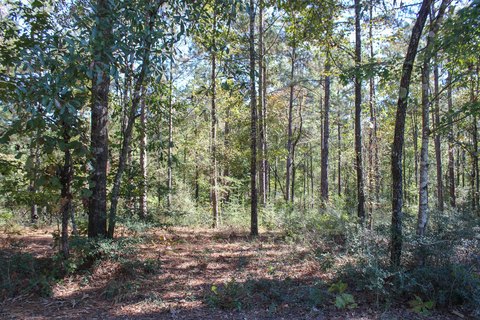 Land, Petal, MS