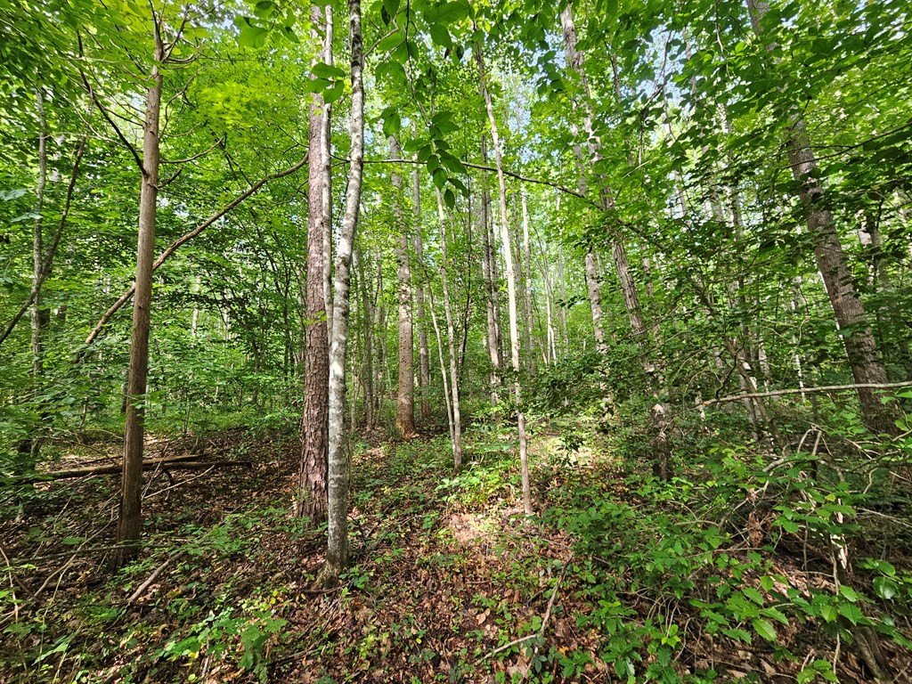 Picture 8