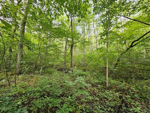 Wooded Residential Land Parcel