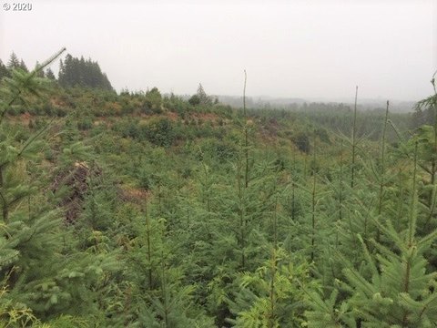 Forest Grove Land For Sale