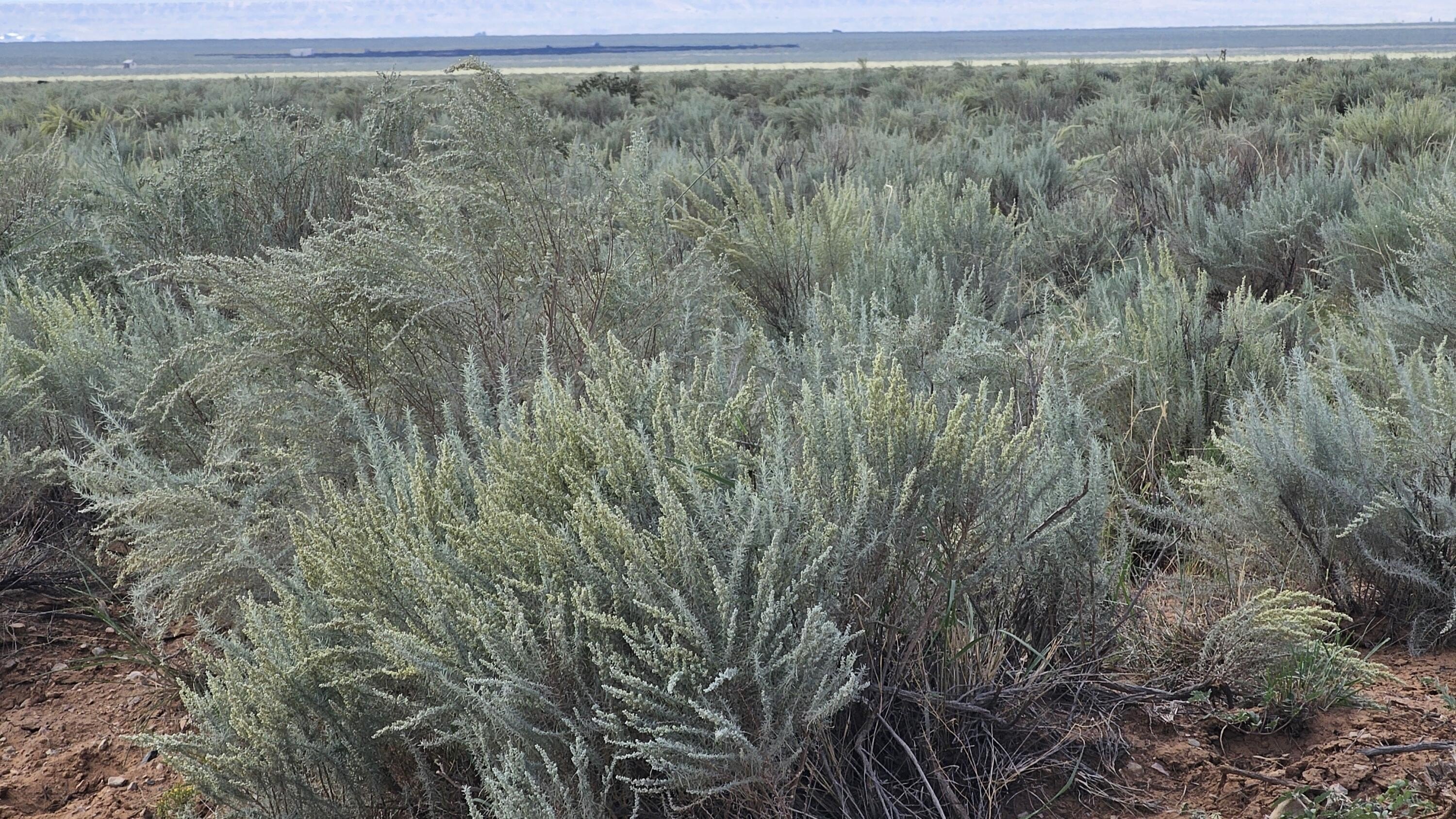 Land in Rio Communities, NM
