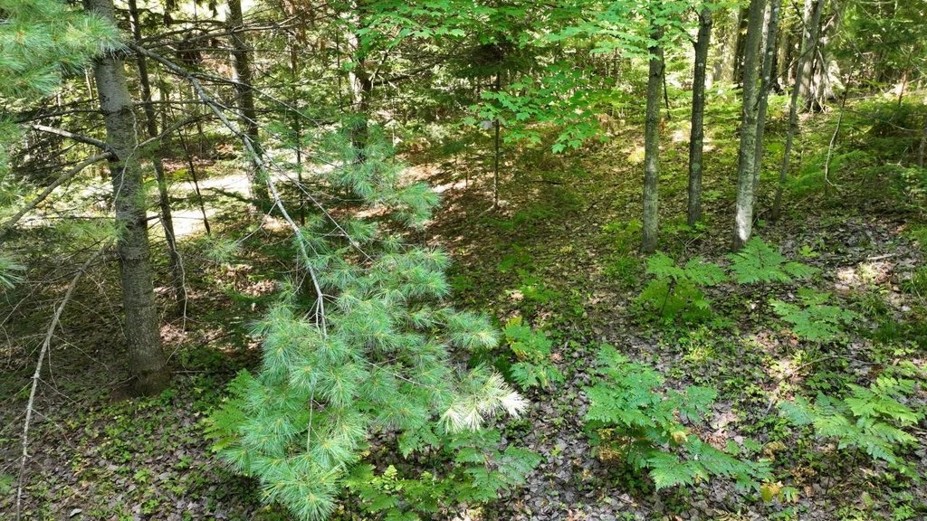 Picture 19