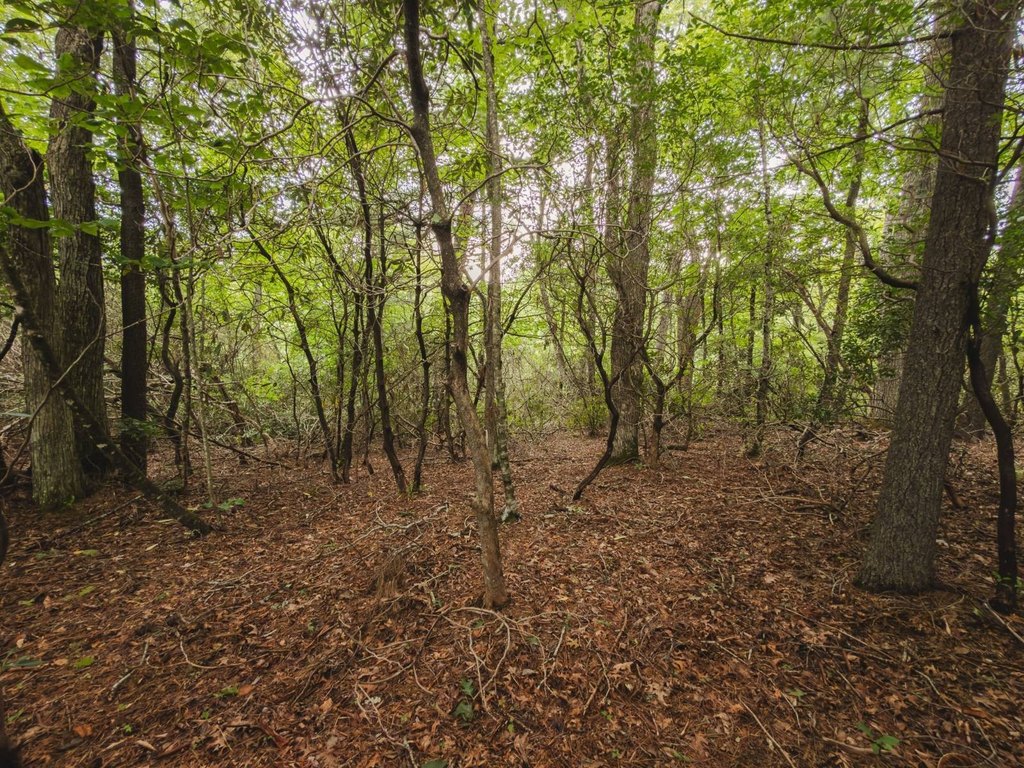 Picture 21