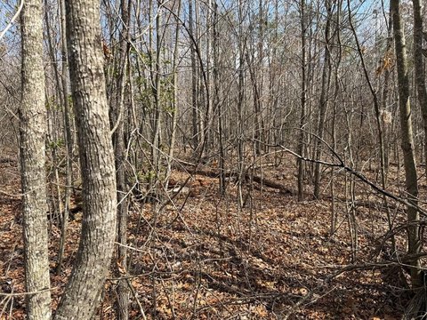 Wooded Lot Near Lazy Lake