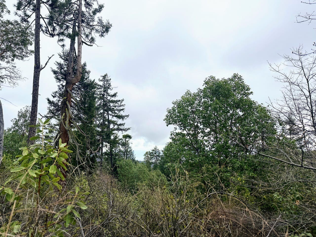 164 Acres of Forest Land