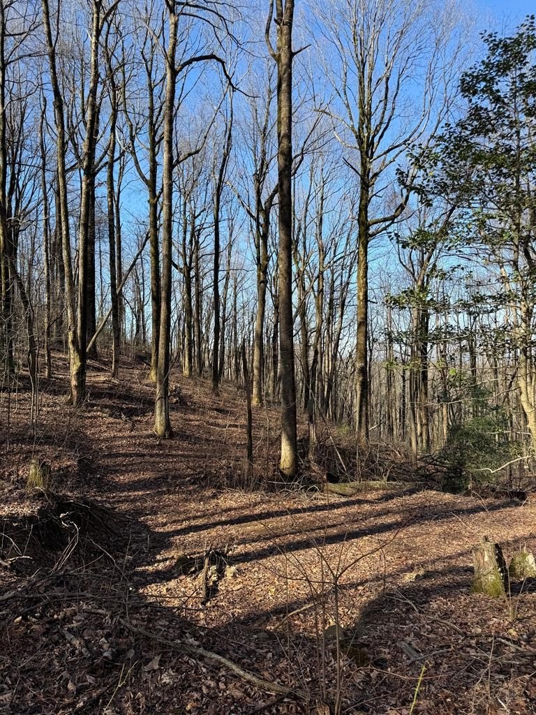 Unrestricted Land on Burnt Mountain