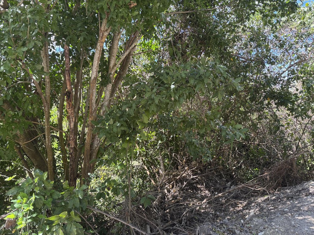 Picture 5